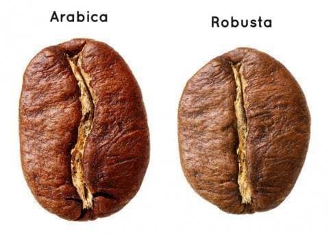 Чем именно арабика отличается от робусты?